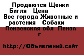 Продаются Щенки Бигля › Цена ­ 35 000 - Все города Животные и растения » Собаки   . Пензенская обл.,Пенза г.